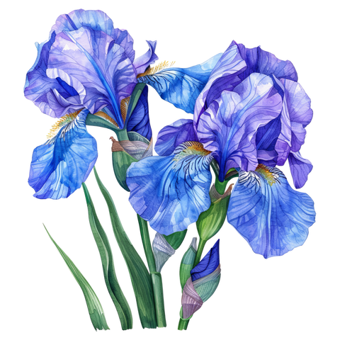 Iris Clipart 83